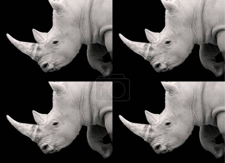 Photo for The white rhinoceros or square-lipped rhinoceros is the largest extant species of rhinoceros. It has a wide mouth used for grazing and is the most social of all rhino species - Royalty Free Image