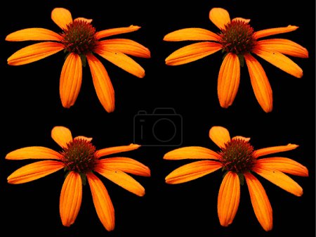 Photo for Rudbeckia. The species are commonly called coneflowers and black-eyed-susans; all are native to North America and many species are cultivated in gardens for their showy yellow or gold flower heads. - Royalty Free Image