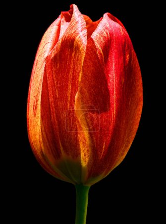 Photo for Tulips is a perennial, bulbous plant with showy flowers in the genus Tulipa, of which up to 109 species - Royalty Free Image