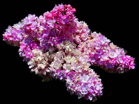 Téléchargez les photos : Verre brillant Syringa vulgaris (lilas ou lilas commun) est une espèce de plante à fleurs de la famille des Oleaceae, originaire de la péninsule balkanique, où elle pousse sur une colline rocheuse. - en image libre de droit