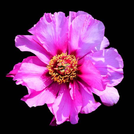 Photo for Glossy glass The peony is a flowering plant in the genus Paeonia, the only genus in the family Paeoniaceae. They are native to Asia, Southern Europe and Western North America - Royalty Free Image