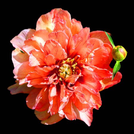 Foto de Vidrio brillante La peonía es una planta con flores perteneciente al género Paeonia, el único género de la familia Paeoniaceae. Son nativos de Asia, el sur de Europa y el oeste de América del Norte - Imagen libre de derechos