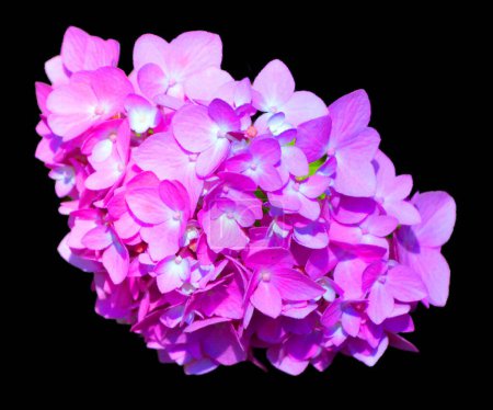 Photo for Hydrangea (common names hydrangea or hortensia) is a genus of 7075 species of flowering plants native to southern and eastern Asia (China, Japan, Korea, the Himalayas, and Indonesia) and the Americas - Royalty Free Image