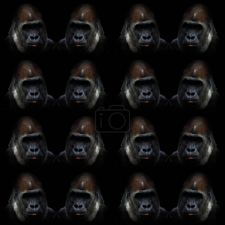 Photo for Glossy glass Gorillas are ground-dwelling, predominantly herbivorous apes that inhabit the forests of central Africa. The DNA of gorillas is highly similar to that of humans, from 9599% - Royalty Free Image
