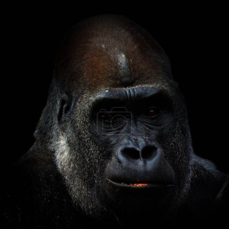 Foto de Vidrio brillante Los gorilas son simios predominantemente herbívoros que habitan en los bosques de África central. El ADN de los gorilas es muy similar al de los humanos, del 9599% - Imagen libre de derechos