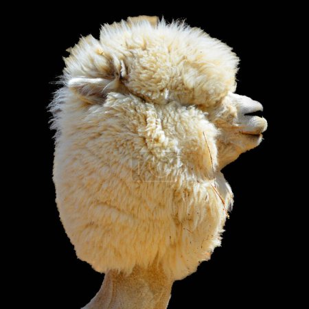 Foto de Alpaca es una especie de camélido sudamericano. Se asemeja a una pequeña llama en apariencia. Las alpacas se mantienen en manadas que pastan en las alturas llanas de los Andes del sur del Perú. - Imagen libre de derechos