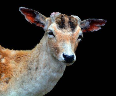 Téléchargez les photos : Le mouflon européen (Ovis gmelini musimon) est une sous-espèce et un descendant du mouflon arménien. Il a été trouvé à l'origine uniquement sur les îles méditerranéennes de Corse et de Sardaigne, - en image libre de droit