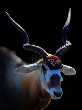 Großer Kudu ist eine Waldantilope, die im gesamten östlichen und südlichen Afrika vorkommt. Trotz der Besetzung so weit verbreiteten Territoriums