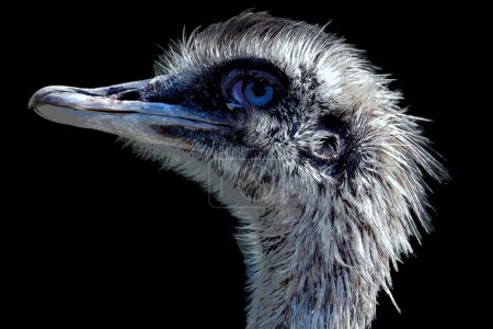 Photo for Greater rhea (Rhea americana) is a flightless bird found in eastern South America. Other names for the greater rhea include the grey, common, or American rhea, nandu Guarani or ema - Royalty Free Image