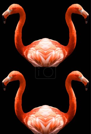 Photo for Glossy glass American flamingo (Phoenicopterus ruber) is a large species of flamingo closely related to the greater flamingo and Chilean flamingo native to the Neotropics. - Royalty Free Image