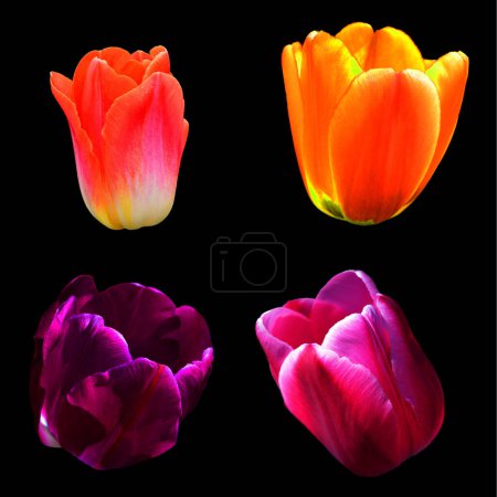 Téléchargez les photos : Tulipes est une plante vivace, bulbeuse avec des fleurs voyantes dans le genre Tulipa, dont jusqu'à 109 espèces - en image libre de droit