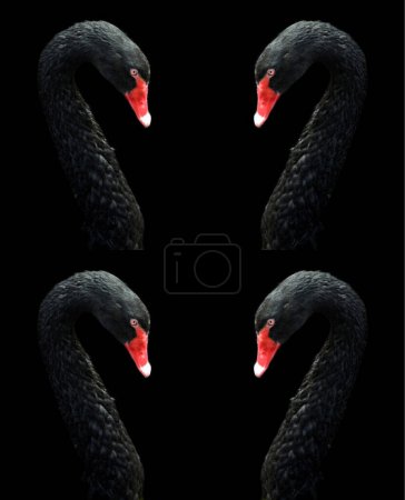 Photo for Black swan is a large waterbird, a species of swan which breeds mainly in Australia. A New Zealand subspecies was apparently hunted to extinction by Maori but the species was reintroduced in the 1860 - Royalty Free Image