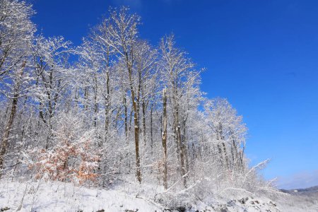 Téléchargez les photos : Paysage hivernal Bromont Shefford Québec Canada - en image libre de droit