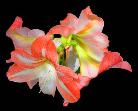 Téléchargez les photos : Amaryllis est le seul genre de la sous-tribu Amaryllidinae (tribu Amaryllideae). C'est un petit genre de bulbes à fleurs, avec deux espèces. - en image libre de droit