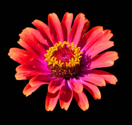 Photo for Zinnia is a genus of plants of the sunflower tribe within the daisy family. - Royalty Free Image