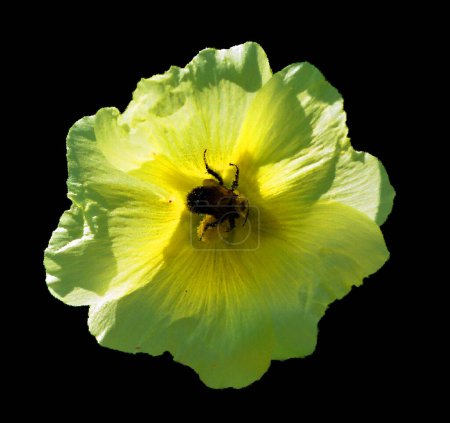 Téléchargez les photos : Hibiscus est un genre de plantes de la famille des Malvaceae. Il est assez grand, contenant plusieurs centaines d'espèces indigènes des régions tempérées chaudes, subtropicales et tropicales.. - en image libre de droit