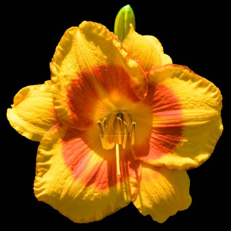 Foto de Amaryllis es el único género de la subtribu Amaryllidinae (tribu Amaryllideae). Es un pequeño género de bulbos de flores, con dos especies. - Imagen libre de derechos