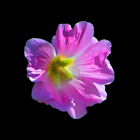 Foto de Hibiscus es un género de plantas con flores perteneciente a la familia Malvaceae. Es bastante grande, contiene varios cientos de especies que son nativas de regiones templado-cálidas, subtropicales y tropicales.. - Imagen libre de derechos