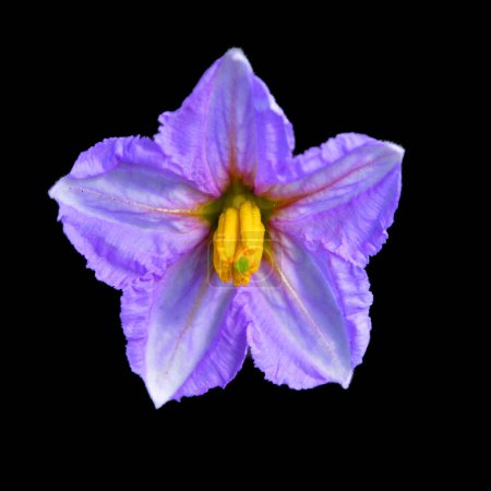 Photo for The potato plant flower are root vegetable native to the Americas, a starchy tuber of the plant Solanum tuberosum, and the plant itself is a perennial in the nightshade family, Solanaceae - Royalty Free Image