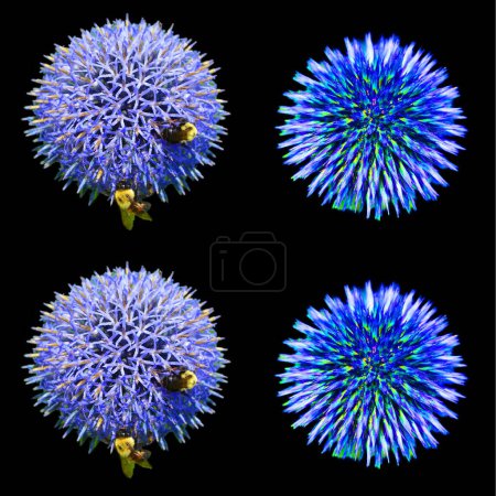 Photo for The onion genus Allium comprises monocotyledonous flowering plants and includes the onion, garlic, chives, scallion, shallot, and leek as well as hundreds of wild species. - Royalty Free Image