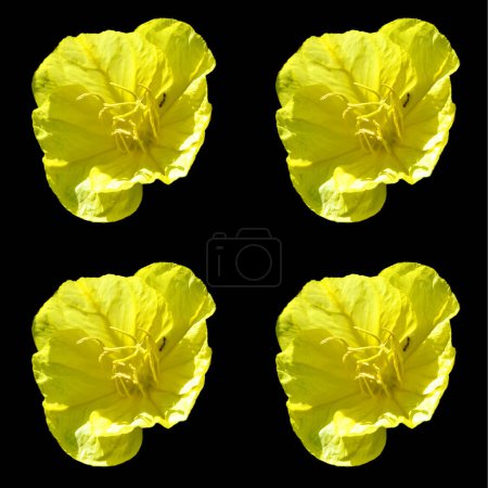 Photo for Oenothera is a genus of about 145 species of herbaceous flowering plants native to the Americas. It is the type genus of the family Onagraceae. Common names include evening primrose, suncups, and sundrops. - Royalty Free Image