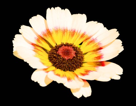 Téléchargez les photos : Les rudbeckia sont communément appelées fleurs de conifères et susans aux yeux noirs ; elles sont toutes originaires d'Amérique du Nord et de nombreuses espèces sont cultivées dans les jardins pour leur fleur jaune ou or voyante. - en image libre de droit