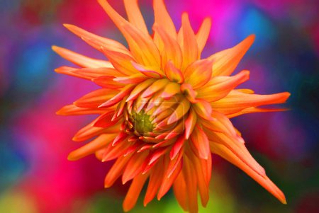 Photo for Dahlia is a genus of bushy, tuberous, perennial plants native to Mexico, Central America, and Colombia. There are at least 36 species of dahlia - Royalty Free Image