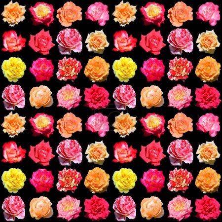 Foto de Una rosa es una planta leñosa perenne del género Rosa, en la familia Rosaceae, o la flor que lleva. Hay más de cien especies y miles de cultivares. - Imagen libre de derechos