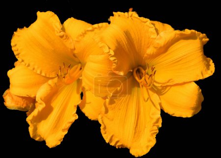 Foto de Amaryllis es el único género de la subtribu Amaryllidinae (tribu Amaryllideae). Es un pequeño género de bulbos de flores, con dos especies. - Imagen libre de derechos