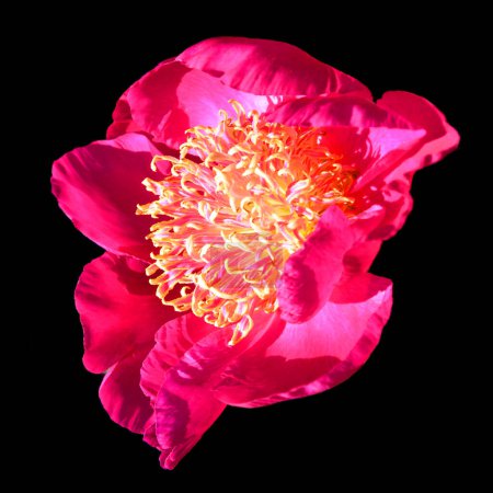 Téléchargez les photos : La pivoine est une plante à fleurs du genre Paeonia, le seul genre de la famille des Paeoniaceae. Ils sont originaires d'Asie, d'Europe du Sud et d'Amérique du Nord occidentale. - en image libre de droit