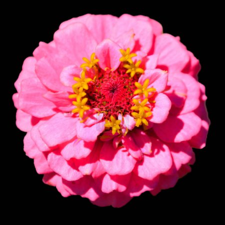 Photo for Zinnia is a genus of plants of the sunflower tribe within the daisy family. They are native to scrub and dry grassland in an area stretching from the US to South America and Mexico - Royalty Free Image