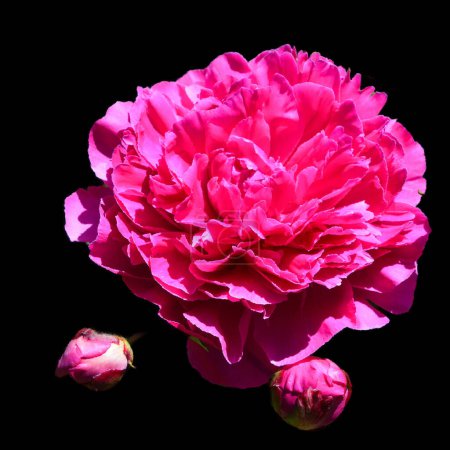 Téléchargez les photos : Une rose est une plante ligneuse à fleurs vivaces du genre Rosa, de la famille des Rosacées, ou la fleur qu'elle porte. Il existe plus d'une centaine d'espèces et des milliers de cultivars. - en image libre de droit