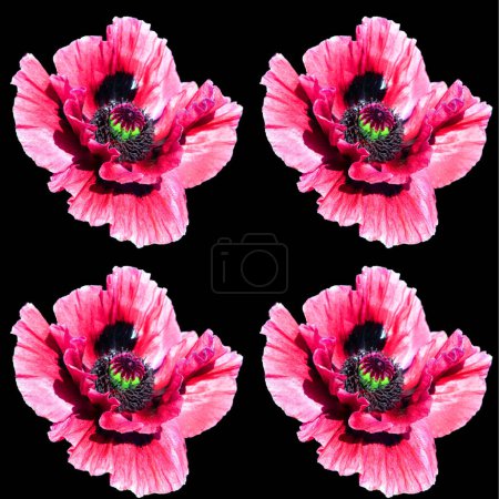 Photo for A poppy is a flowering plant in the subfamily Papaveroideae of the family Papaveraceae. Poppies are herbaceous plants, often grown for their colorful flowers. - Royalty Free Image