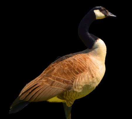 Photo for Canada goose is a large wild goose species with a black head and neck, white patches on the face, and a brown body. - Royalty Free Image