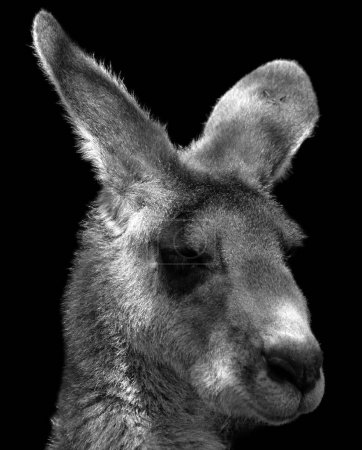 Téléchargez les photos : Un wallaby est un macropode de petite ou moyenne taille originaire d'Australie et de Nouvelle-Guinée. - en image libre de droit