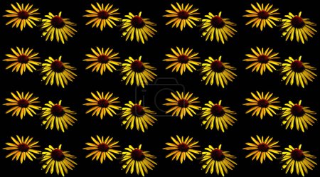 Téléchargez les photos : Les rudbeckia sont communément appelées fleurs de conifères et susans aux yeux noirs ; elles sont toutes originaires d'Amérique du Nord et de nombreuses espèces sont cultivées dans les jardins pour leur fleur jaune ou or voyante. - en image libre de droit