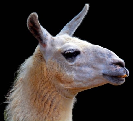 Foto de Llama (Lama glama) es un camelid sudamericano, ampliamente utilizado como animal de carne y envasado por culturas andinas desde tiempos prehispánicos.. - Imagen libre de derechos