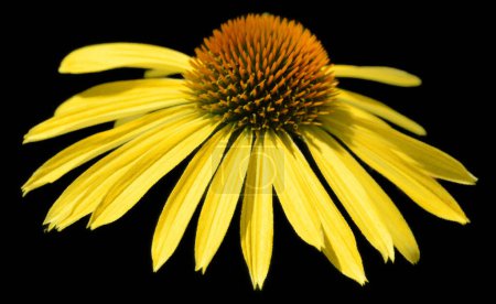 Photo for Rudbeckia are commonly called coneflowers and black-eyed-susans; all are native to North America and many species are cultivated in gardens for their showy yellow or gold flower - Royalty Free Image