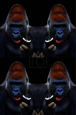 Photo for Gorillas are ground-dwelling, predominantly herbivorous apes that inhabit the forests of central Africa. The DNA of gorillas is highly similar to that of humans, from 95 - 99% - Royalty Free Image