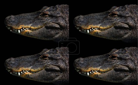 Photo for Collage of head of a crocodile - Royalty Free Image