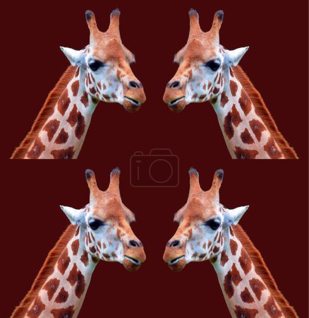 Téléchargez les photos : La girafe (Giraffa camelopardalis) est un mammifère ongulé à doigts pairs africain, la plus grande de toutes les espèces animales terrestres existantes, et le plus grand ruminant. - en image libre de droit
