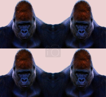 Photo for Gorillas are ground-dwelling, predominantly herbivorous apes that inhabit the forests of central Africa. The DNA of gorillas is highly similar to that of humans, from 95 - 99% - Royalty Free Image