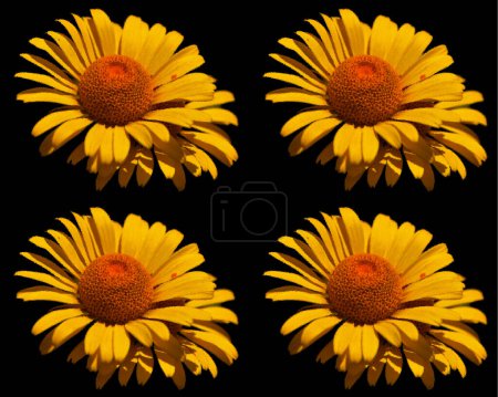 Photo for Rudbeckia are commonly called coneflowers and black-eyed-susans; all are native to North America and many species are cultivated in gardens for their showy yellow or gold flower - Royalty Free Image