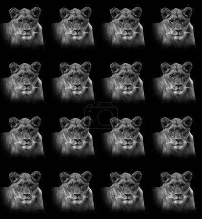 Téléchargez les photos : Portrait d'un lion avec un fond noir - en image libre de droit