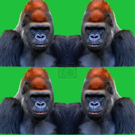 Los gorilas son simios predominantemente herbívoros que habitan en los bosques de África central. El ADN de los gorilas es muy similar al de los humanos, de 95 a 99%