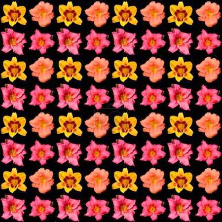 Foto de Hibiscus es un género de plantas con flores perteneciente a la familia Malvaceae. Es bastante grande, contiene varios cientos de especies que son nativas de templado cálido, subtropical y tropical - Imagen libre de derechos