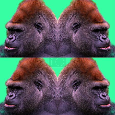Téléchargez les photos : Les gorilles sont des singes terrestres, principalement herbivores, qui habitent les forêts d'Afrique centrale. L'ADN des gorilles est très similaire à celui des humains, de 95 à 99 % - en image libre de droit