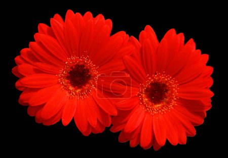 Photo for Coreopsis is a genus of flowering plants in the family Asteraceae. Common names include calliopsis and tickseed, a name shared with various other plants. - Royalty Free Image