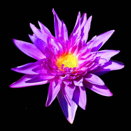Téléchargez les photos : Une fleur violette au centre jaune sur fond noir - en image libre de droit
