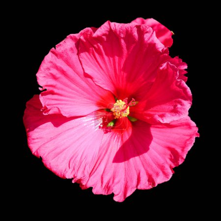 Téléchargez les photos : Une fleur rose avec un fond noir - en image libre de droit